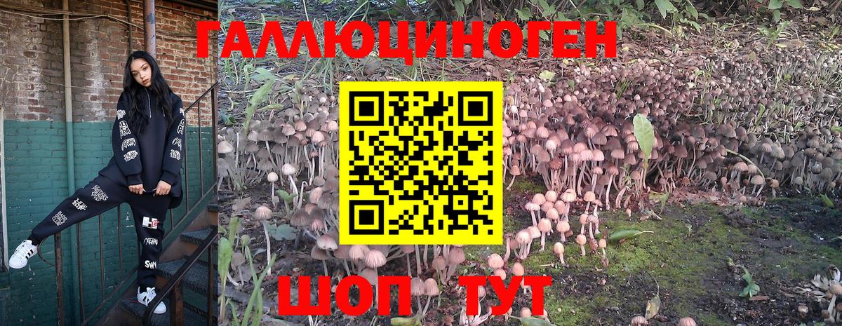 Ессентуки  где купить наркотик  Вход с VPN  Галлюциногенные грибы Psilocybe 